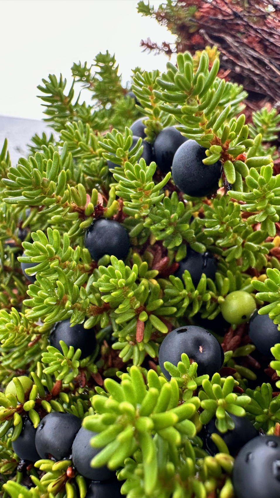 Сокровища Терского берега (8/28)