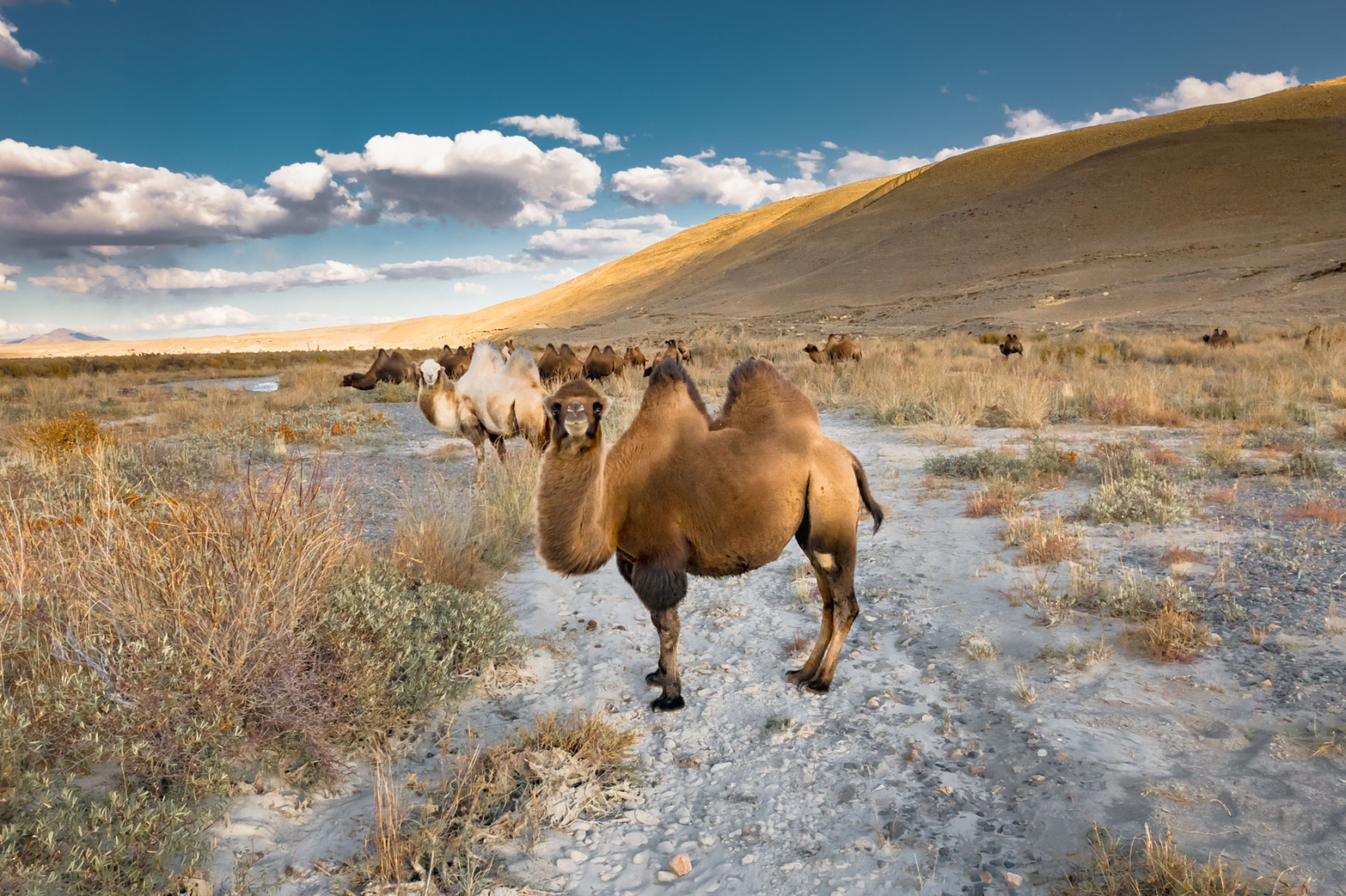 Южно-Чуйские прогулки с фотографом (15/57)