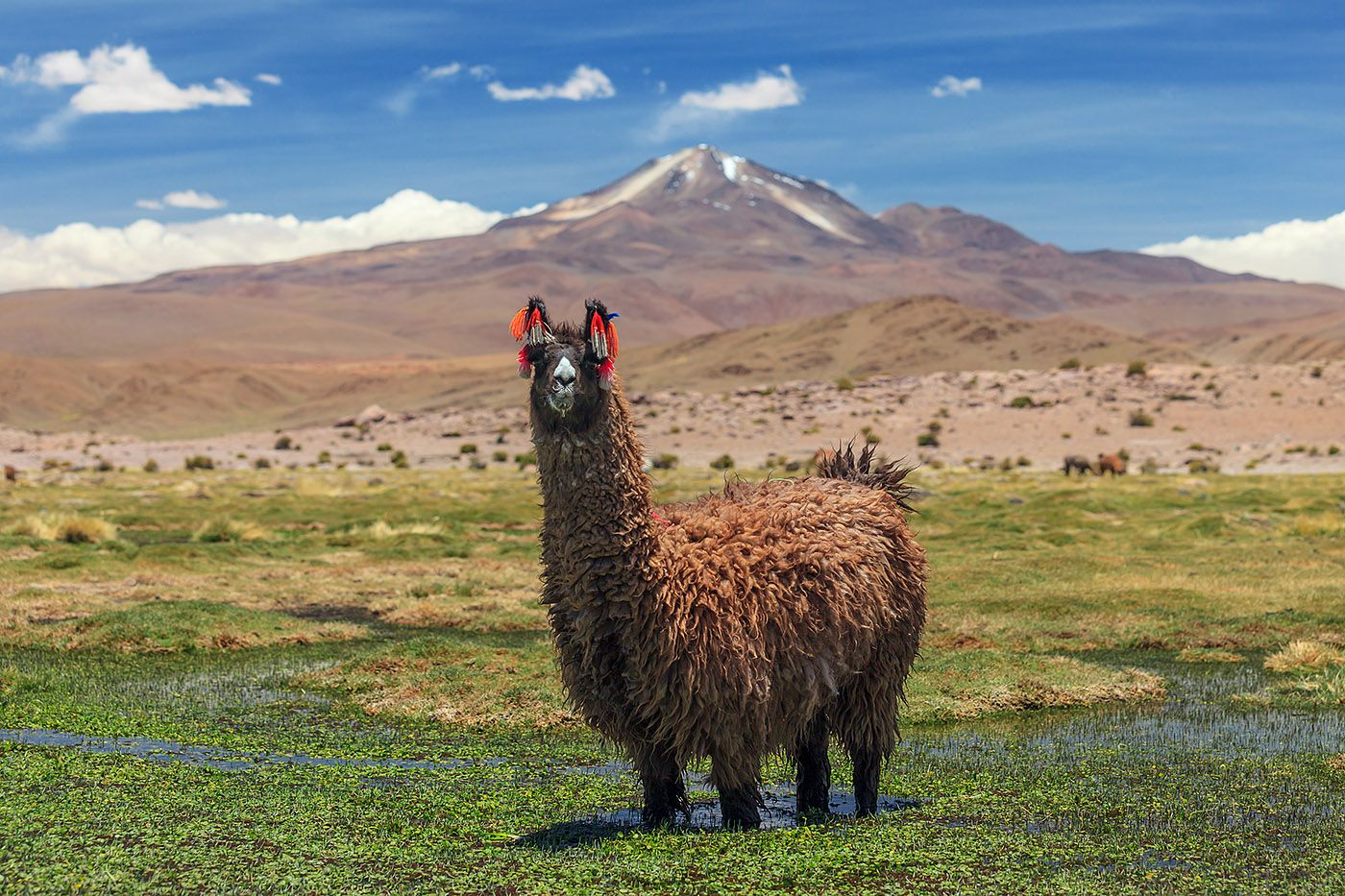 Перу - Боливия - Чили