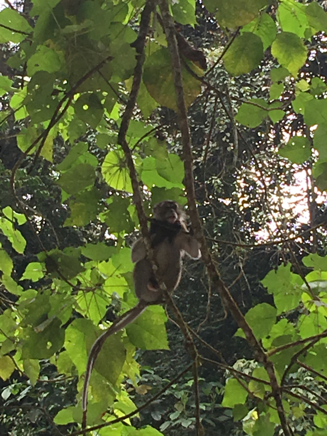 Экотрип на Борнео (2/46)