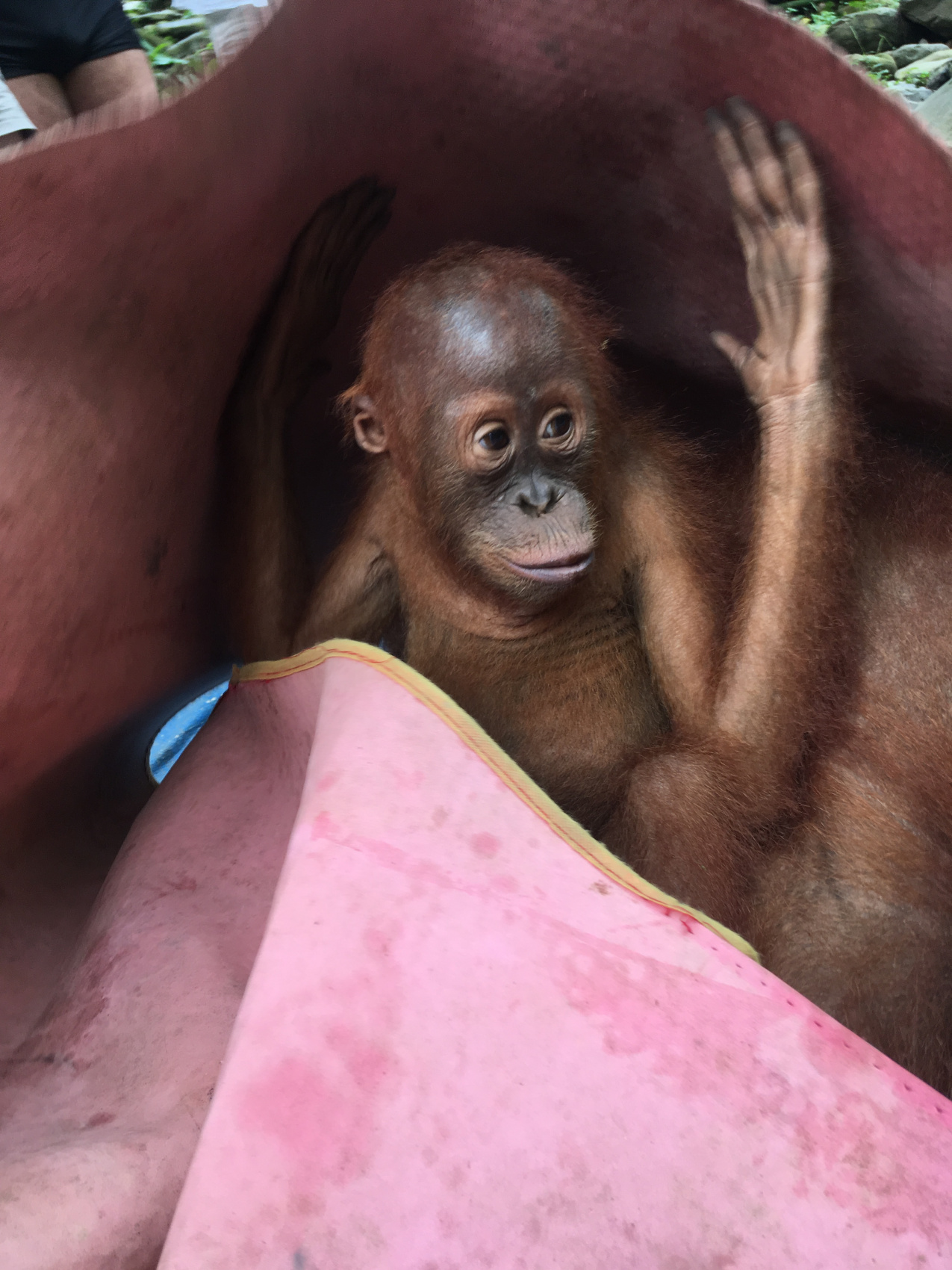 Экотрип на Борнео (3/46)