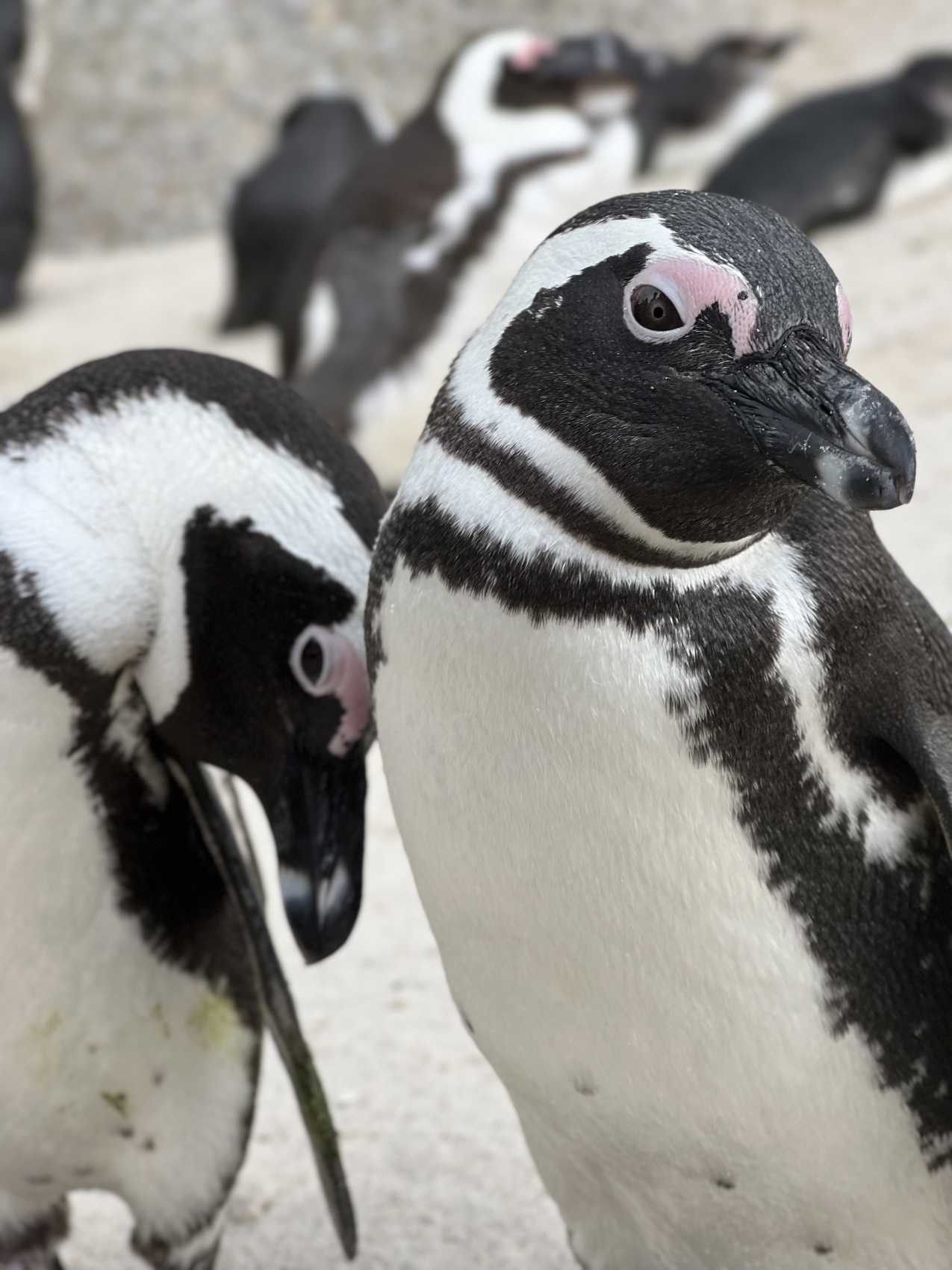 Юар: насыщенный тур на край света + полет на вертолете (40/120)