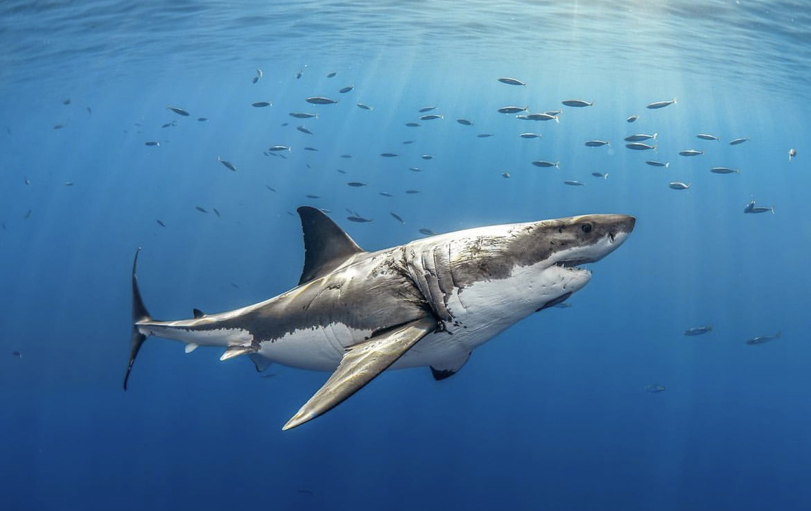 Юар: насыщенный тур на край света + полет на вертолете (2/120)