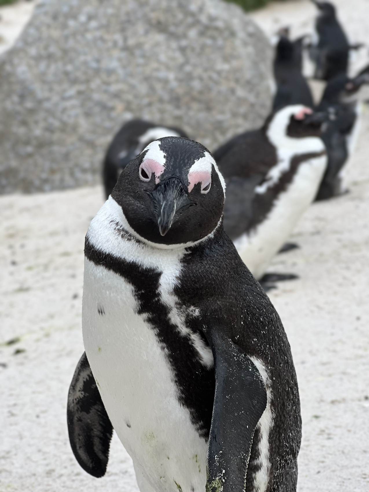 Юар: насыщенный тур на край света + полет на вертолете (38/120)