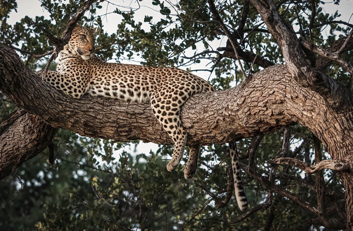 Юар: насыщенный тур на край света + полет на вертолете (4/120)