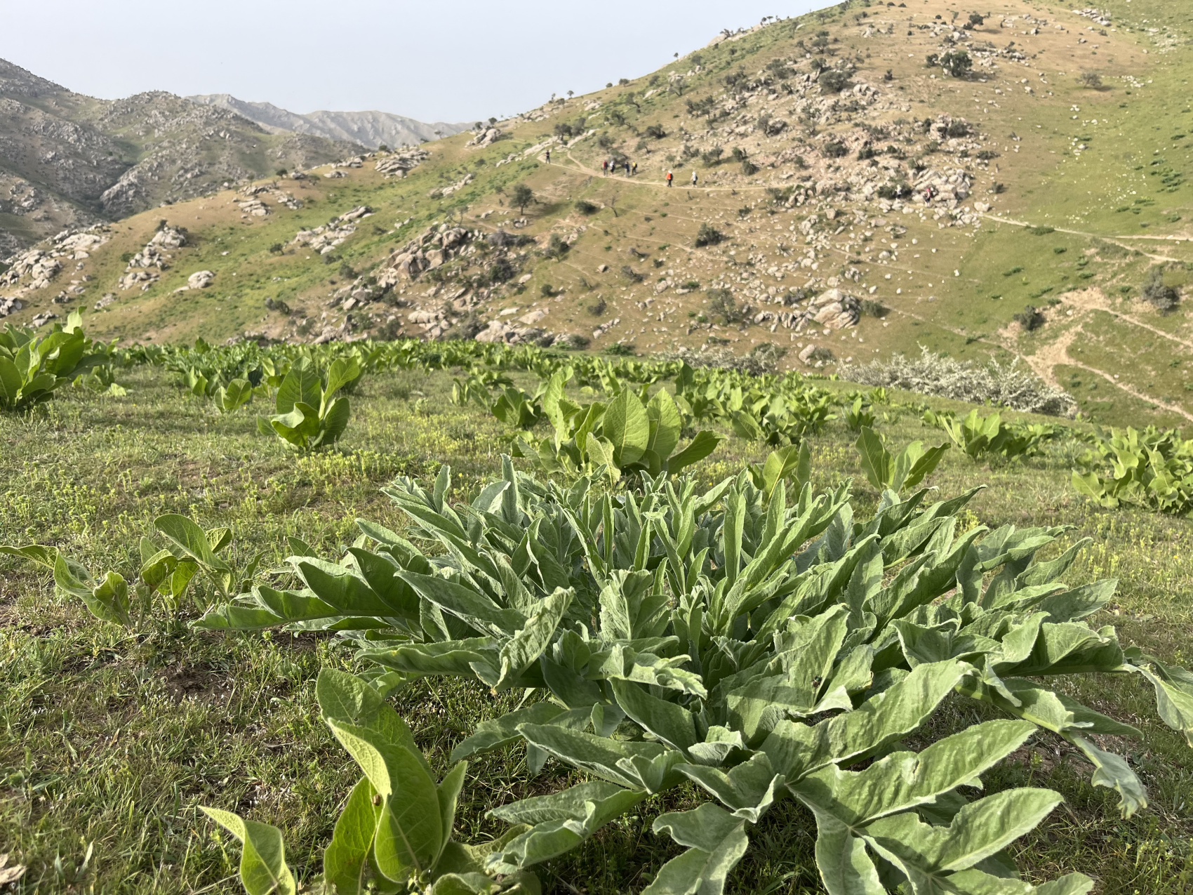 Горные тропы + Самарканд и Бухара (49/80)