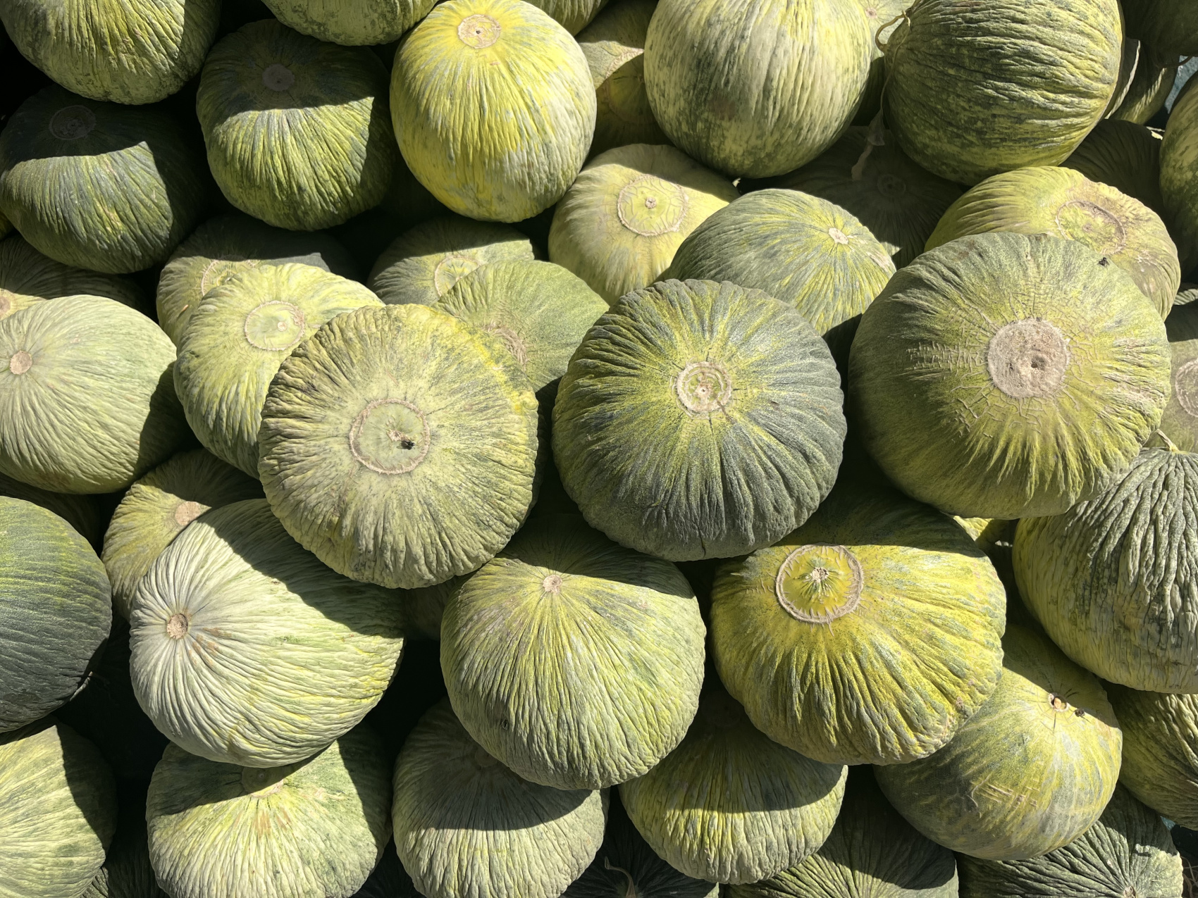 Горные тропы + Самарканд и Бухара (24/80)