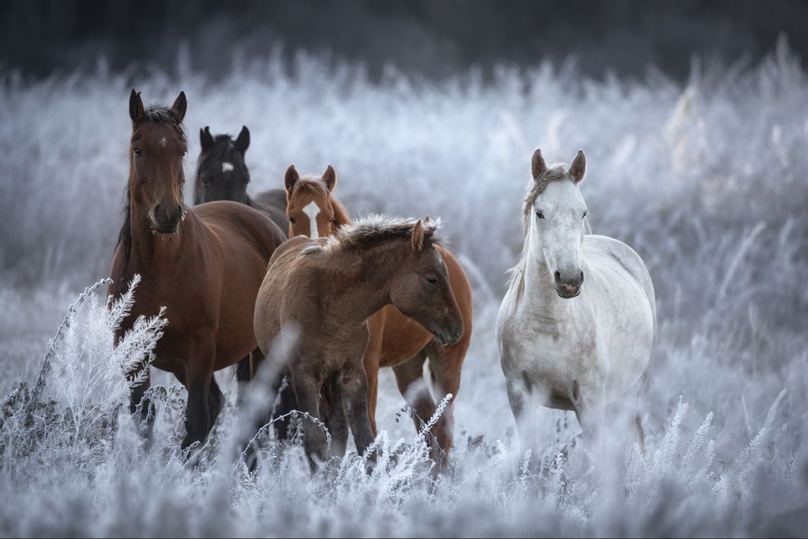Алтай по маршруту  National Geographic (20/36)