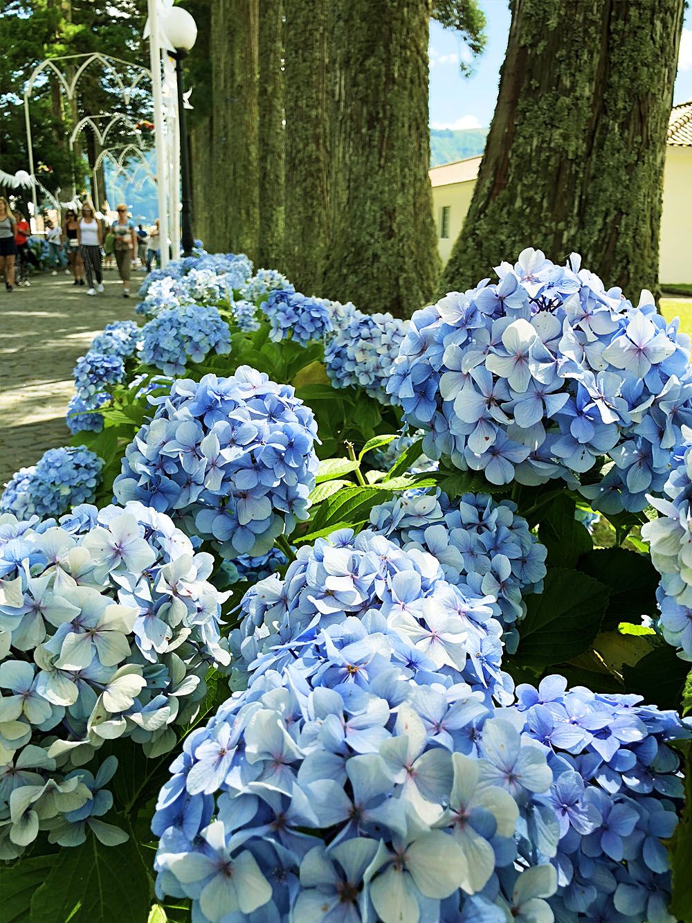 Азорские Острова