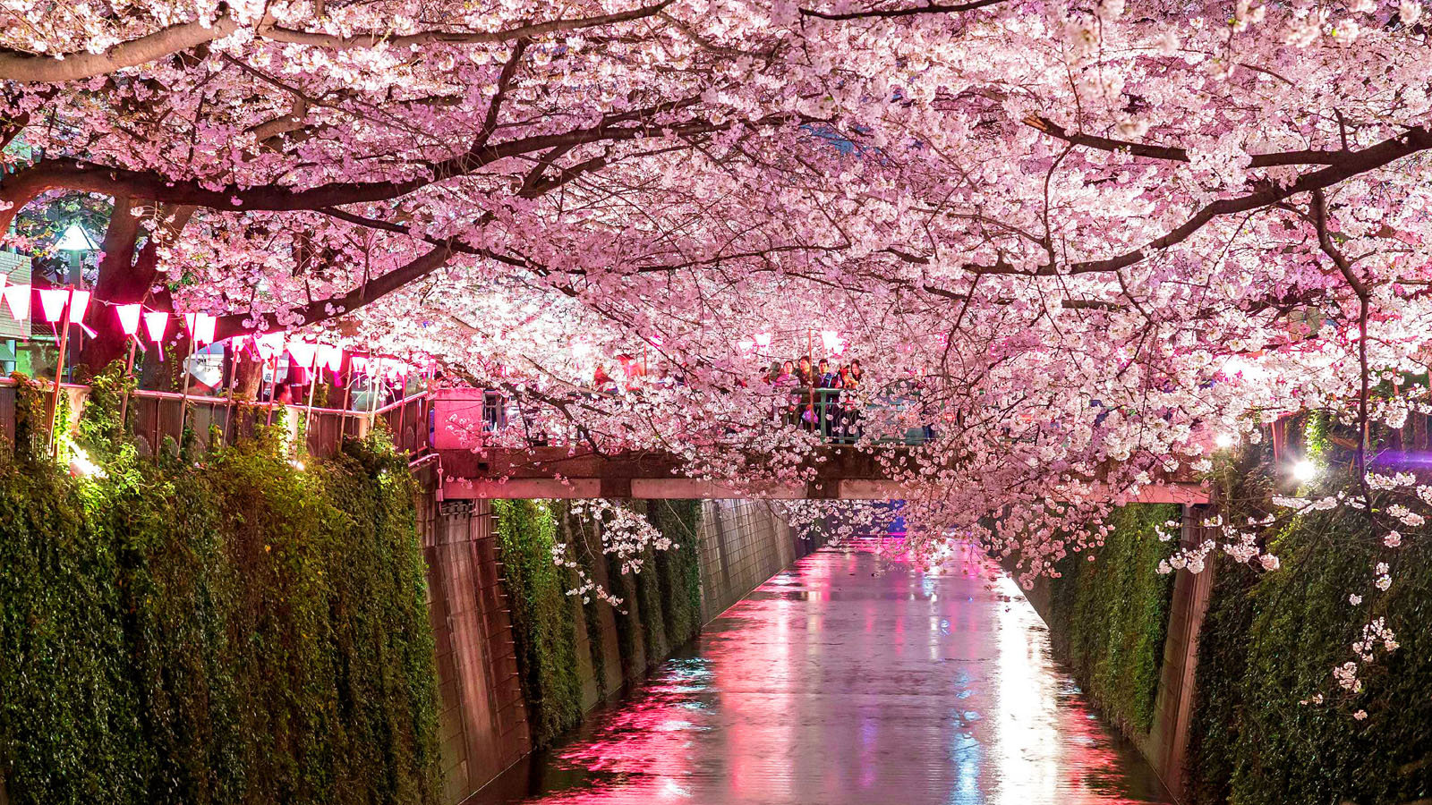 ЦВЕТЕНИЕ САКУРЫ (2/59)