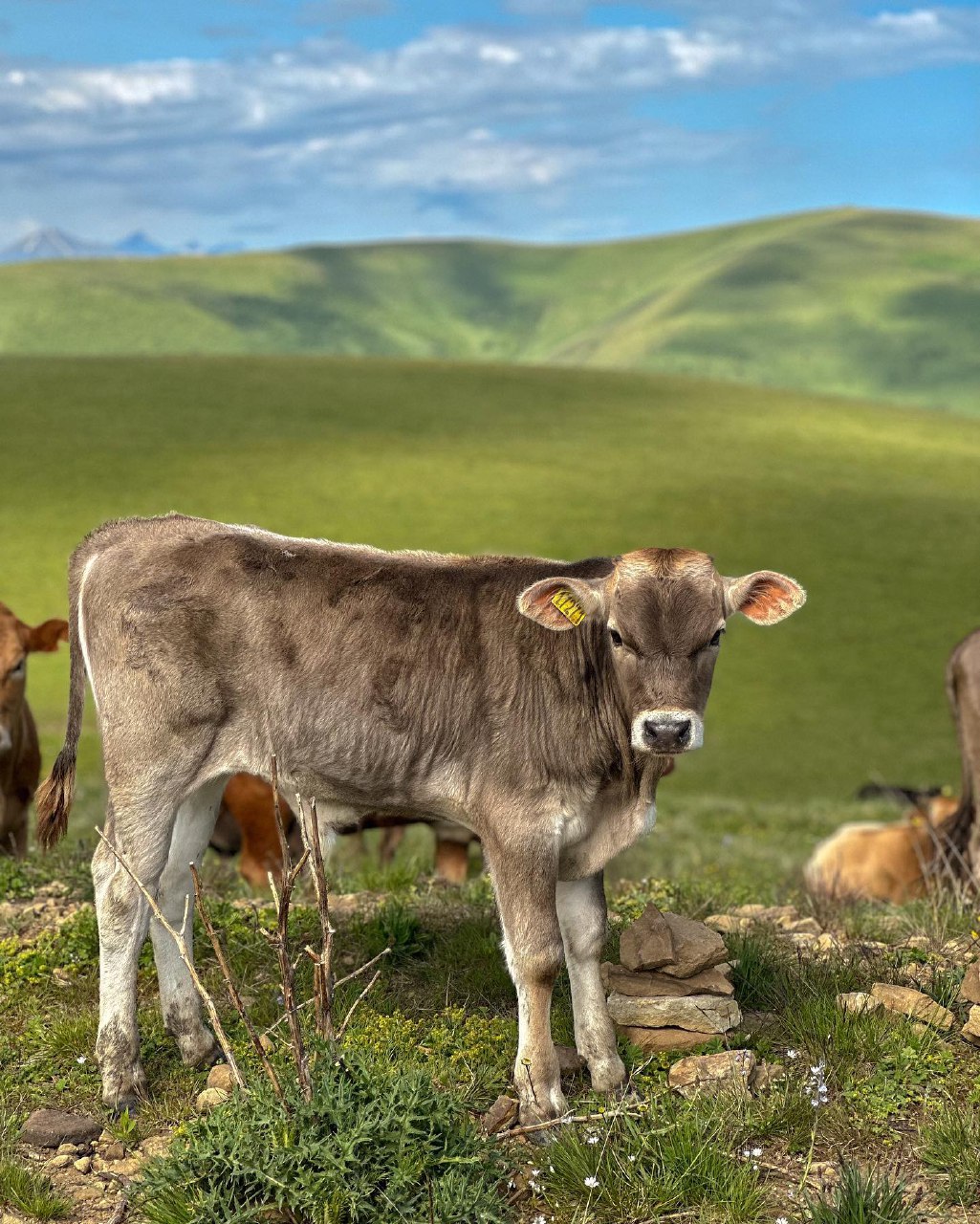 Комфортное Приэльбрусье с севера и юга (99/139)