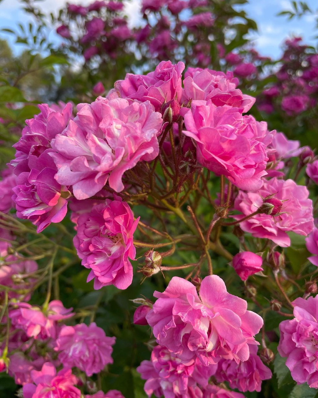 Комфортное Приэльбрусье с севера и юга (28/139)