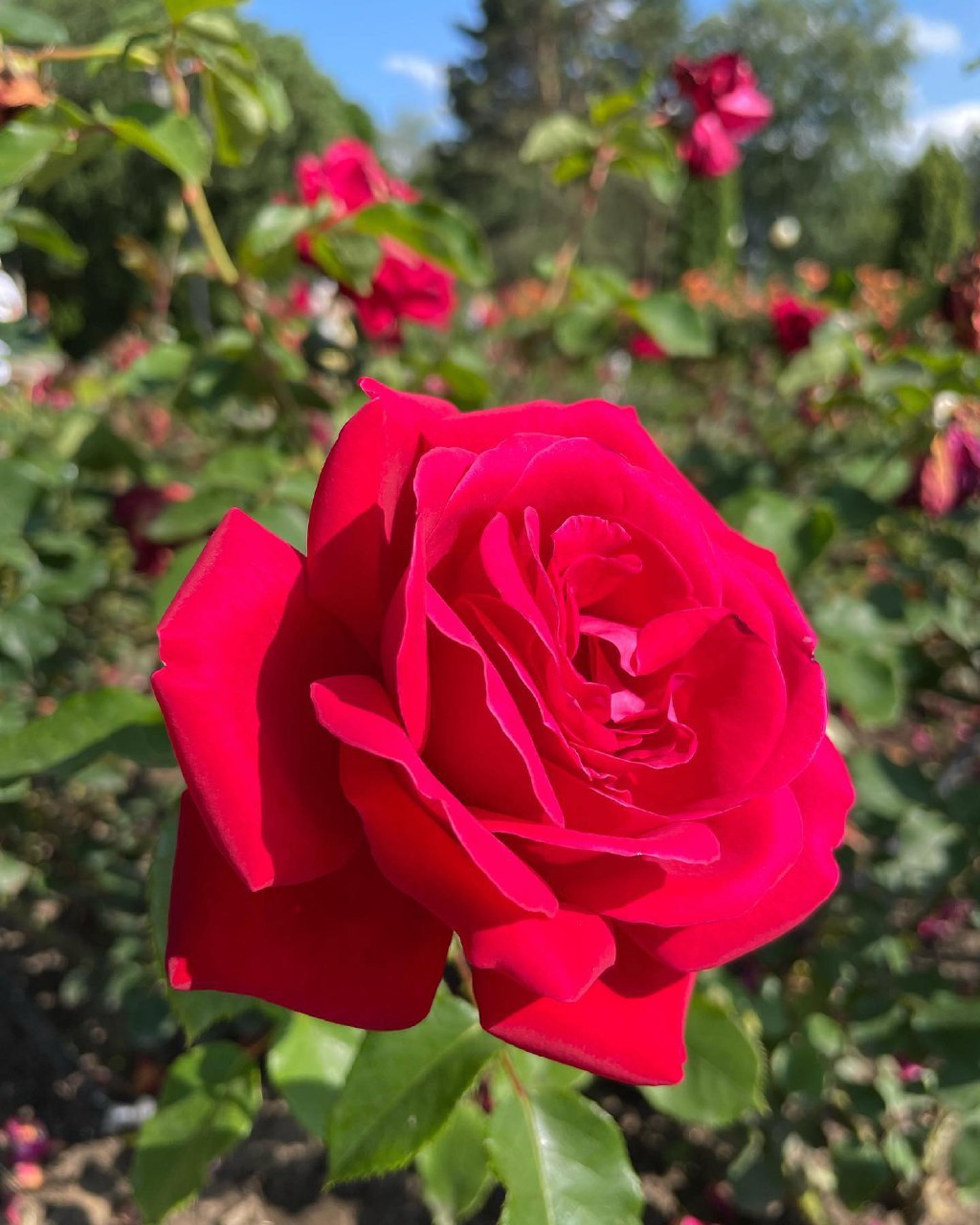 Комфортное Приэльбрусье с севера и юга (21/139)