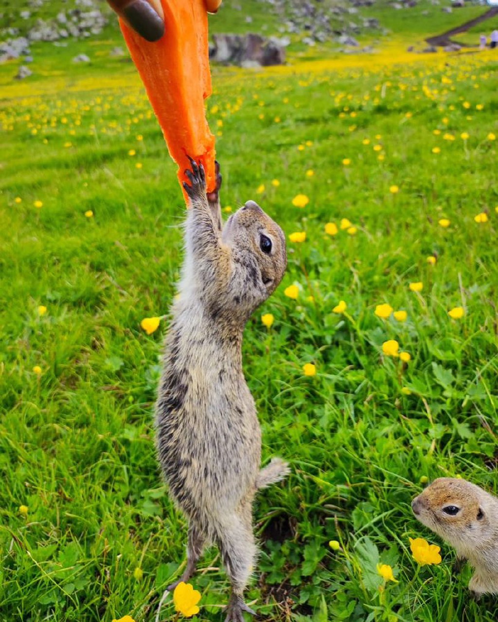 Комфортное Приэльбрусье с севера и юга (105/139)