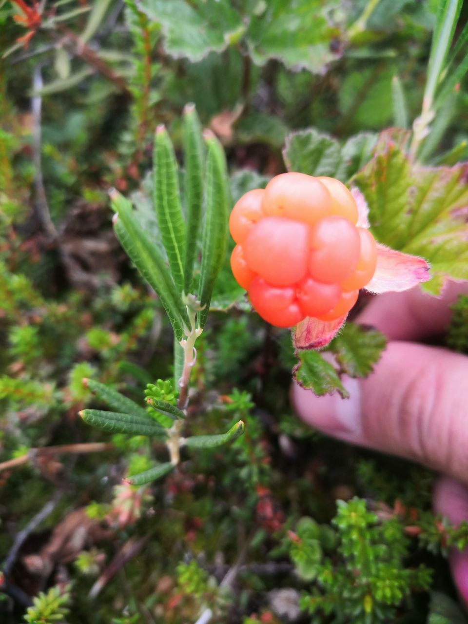 Летняя кругосветка на Кольском: полное северное погружение за 7 дней (9/43)