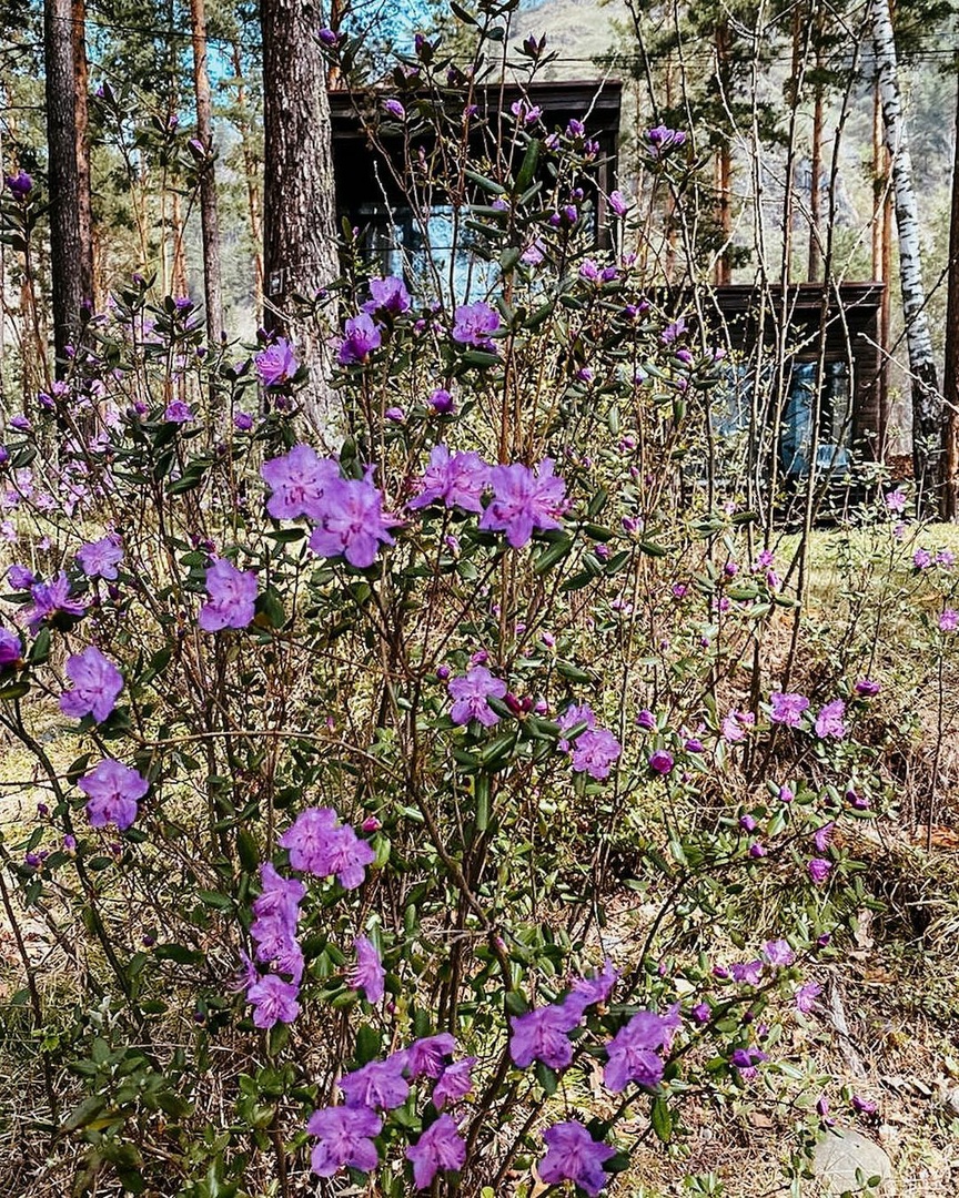 Цветение маральника и Нижняя Катунь (13/16)