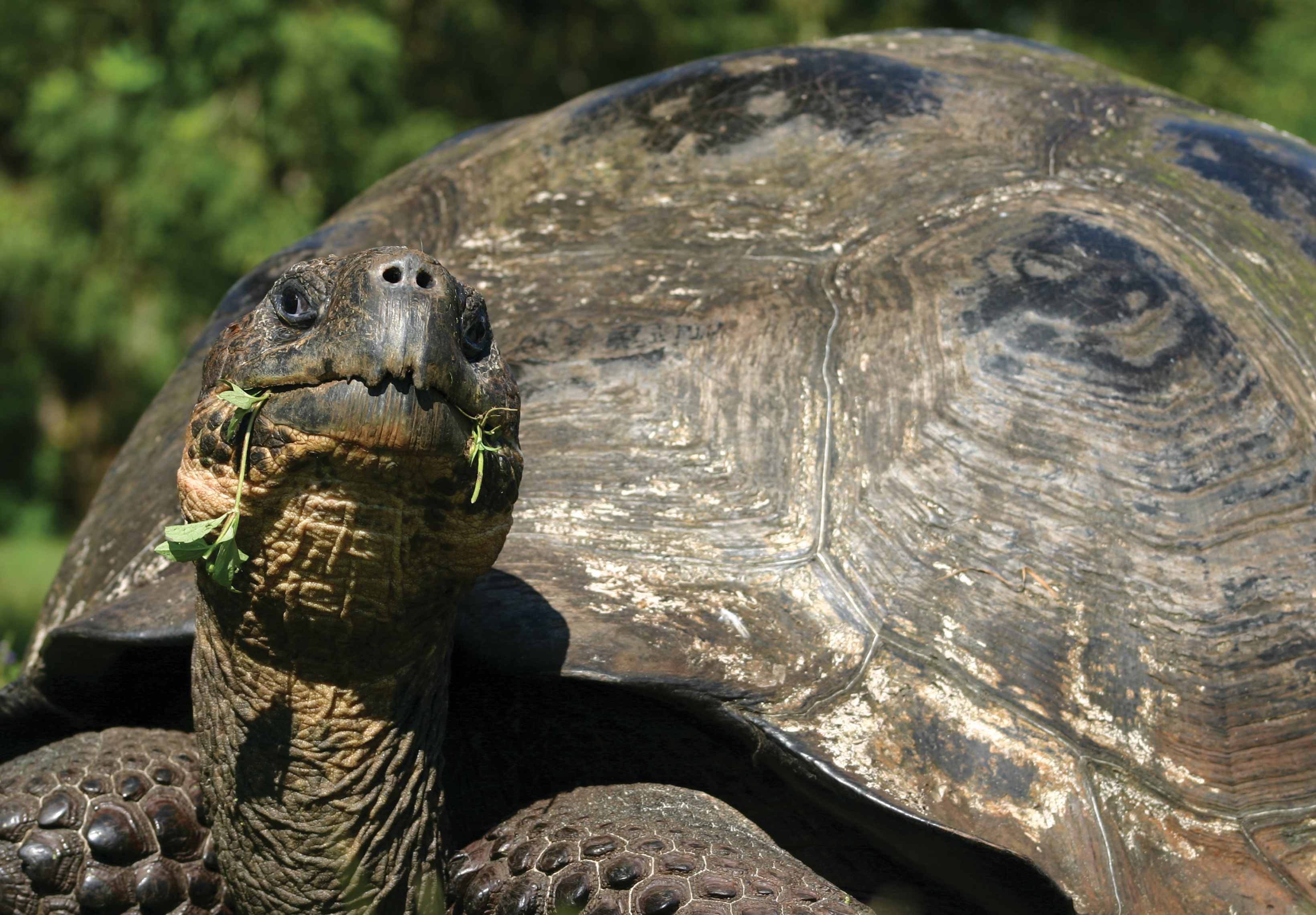 Анды, Амазония и Галапагосские острова (10/18)