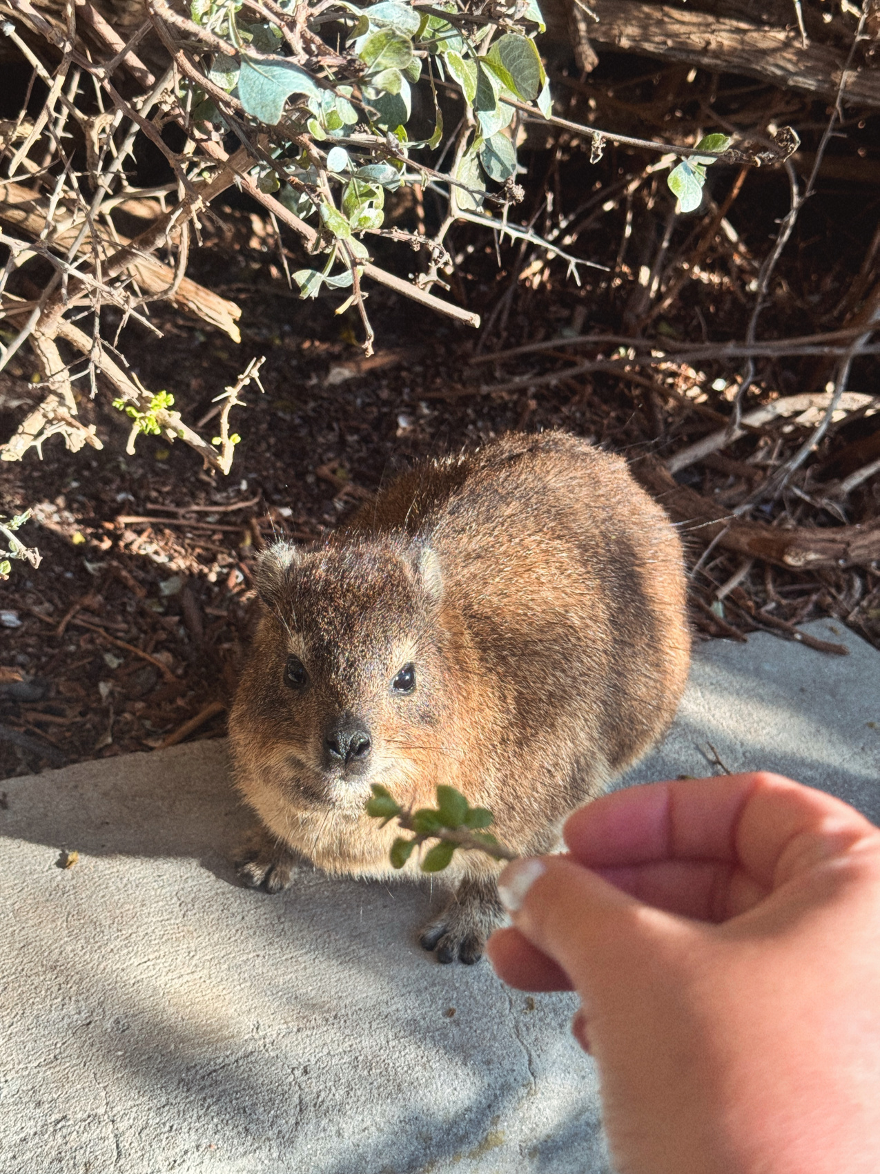 Африканское приключение в Юар (46/109)