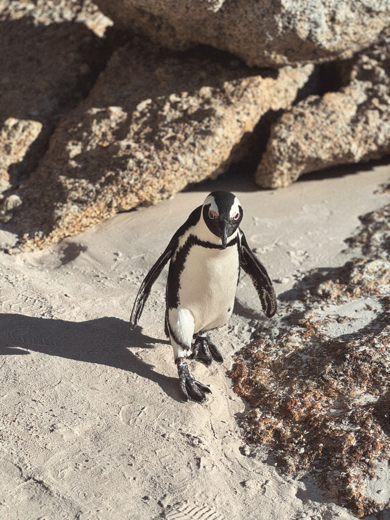 Африканское приключение в Юар (15/109)