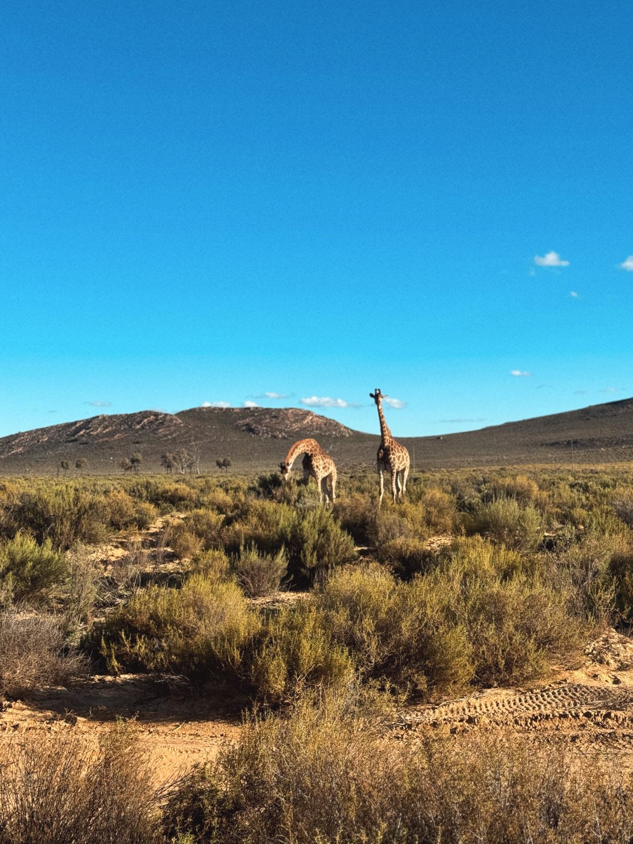 Африканское приключение в Юар (34/109)