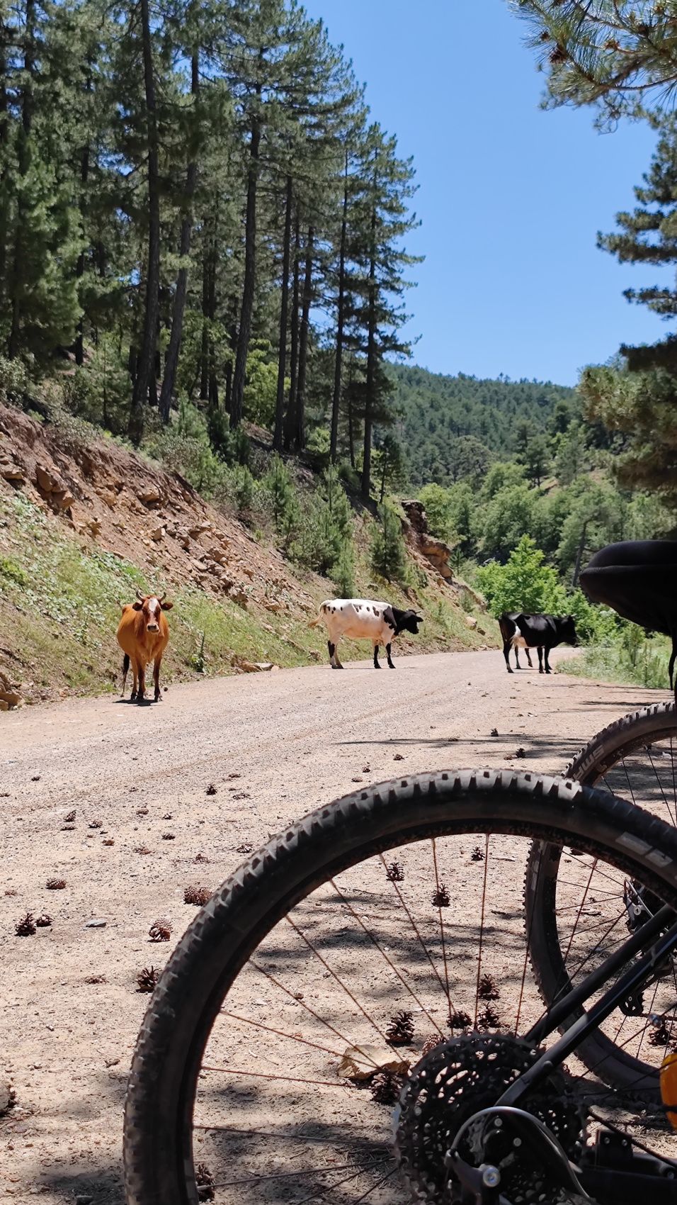 Таврские горы на электровелосипедах (16/39)