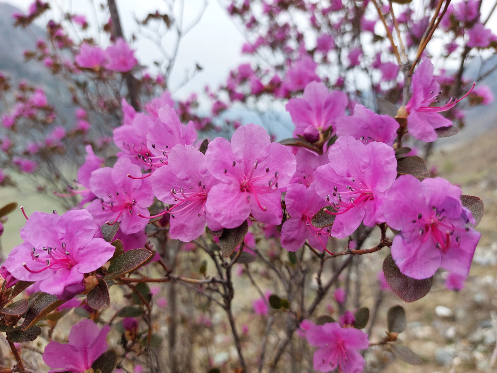 Цветение маральника. Автотур по Чуйскому тракту