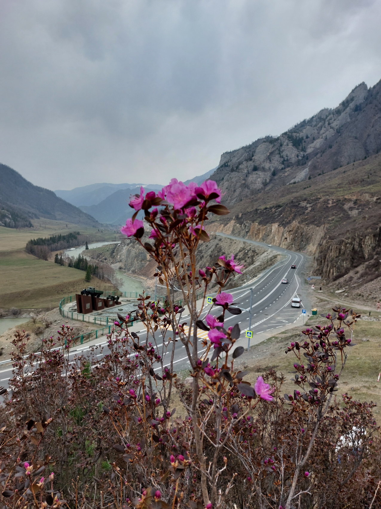 Цветение маральника. Автотур по Чуйскому тракту (2/28)