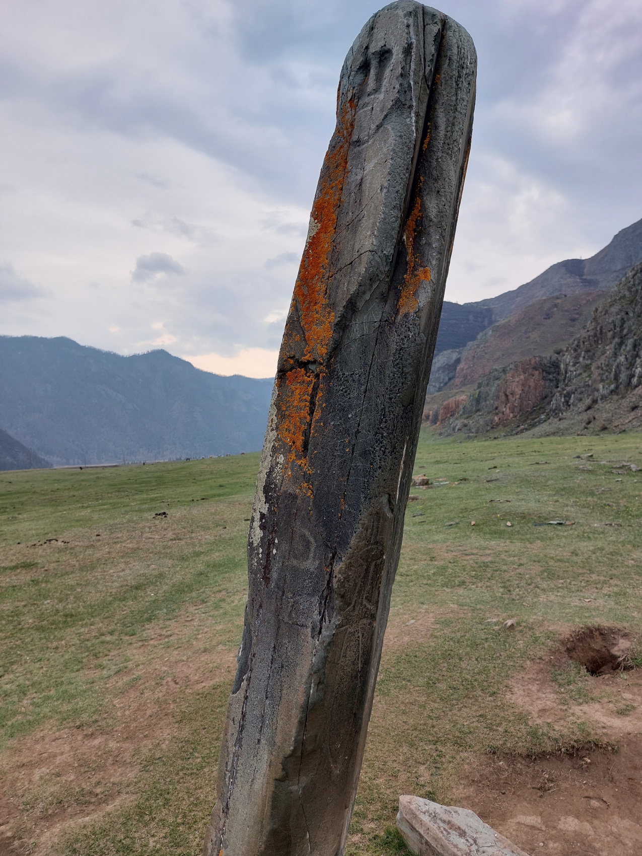 Цветение маральника. Автотур по Чуйскому тракту (7/28)