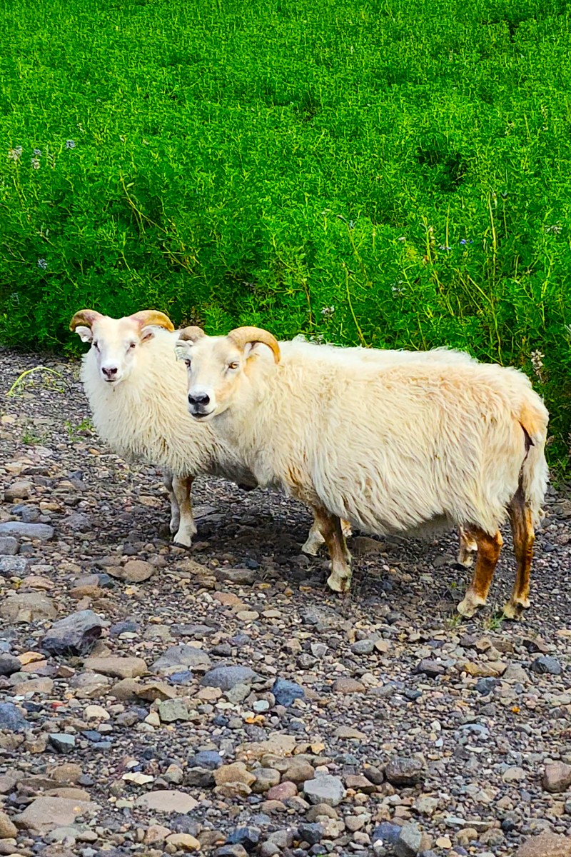 Вокруг Исландии за 10 дней. Все культовые локации (9/41)