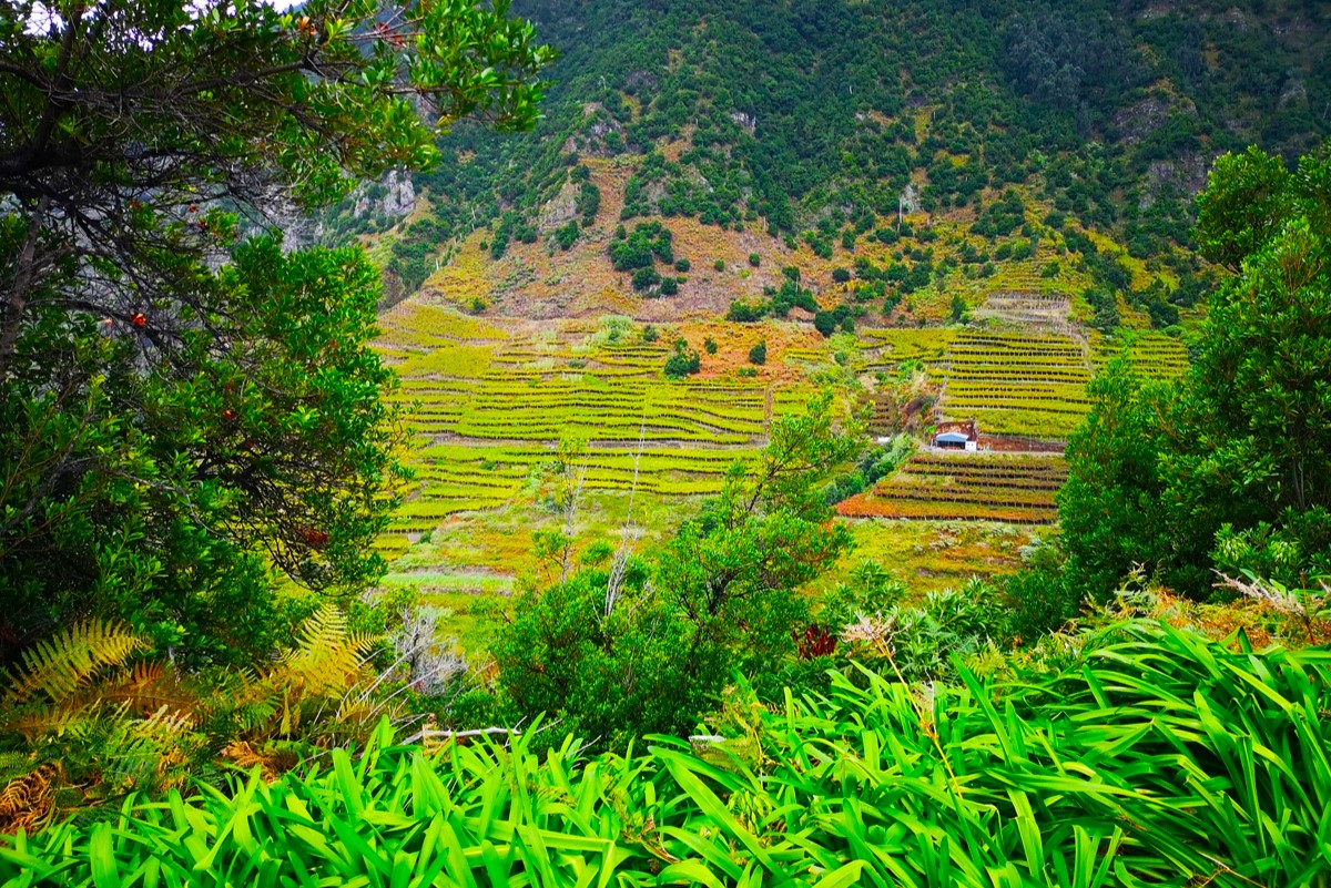 Мадейра - треккинги, океан и дельфины (13/39)