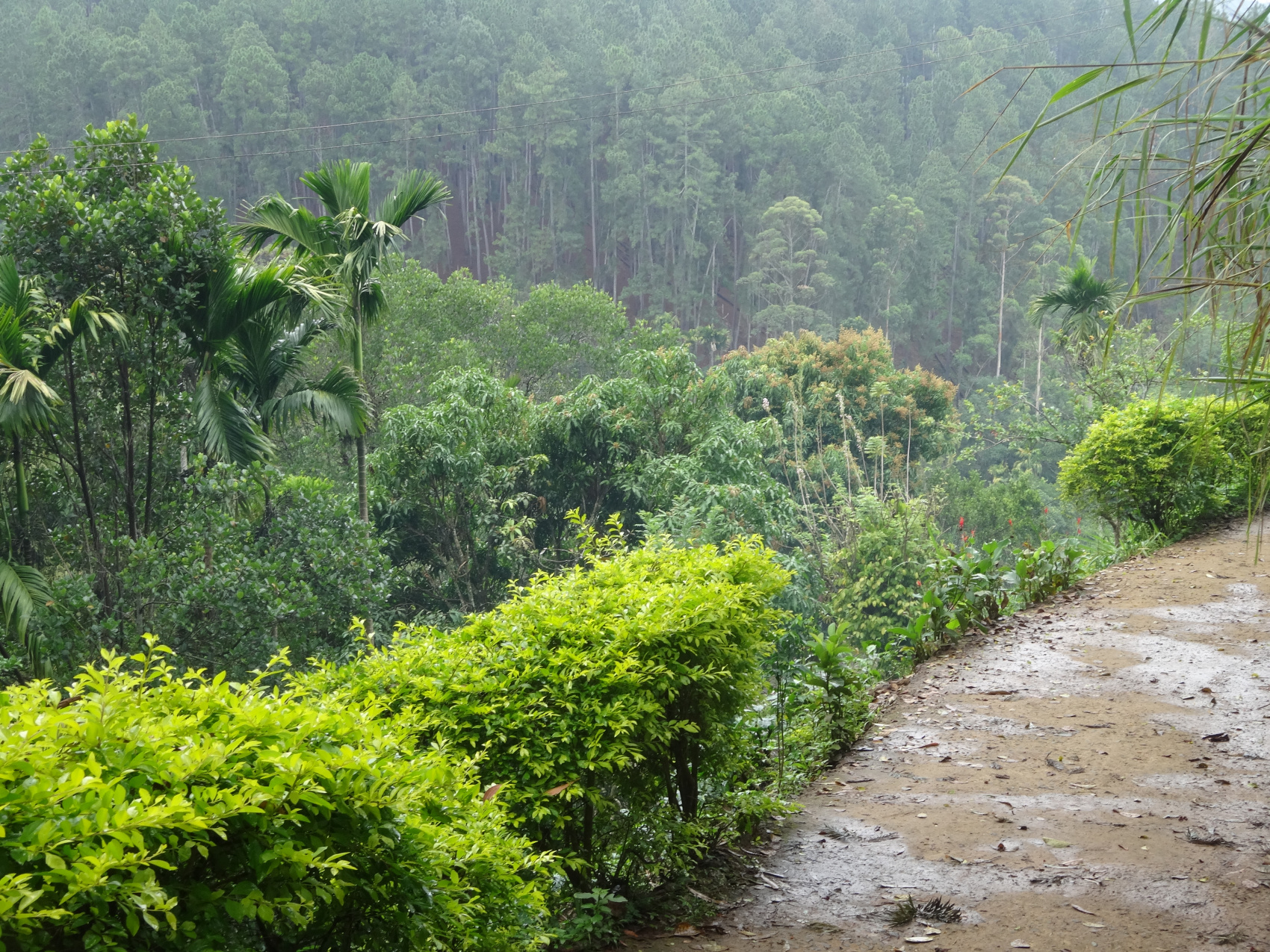 Насыщенная Кругосветка по Шри-Ланке за 8 дней (9/37)