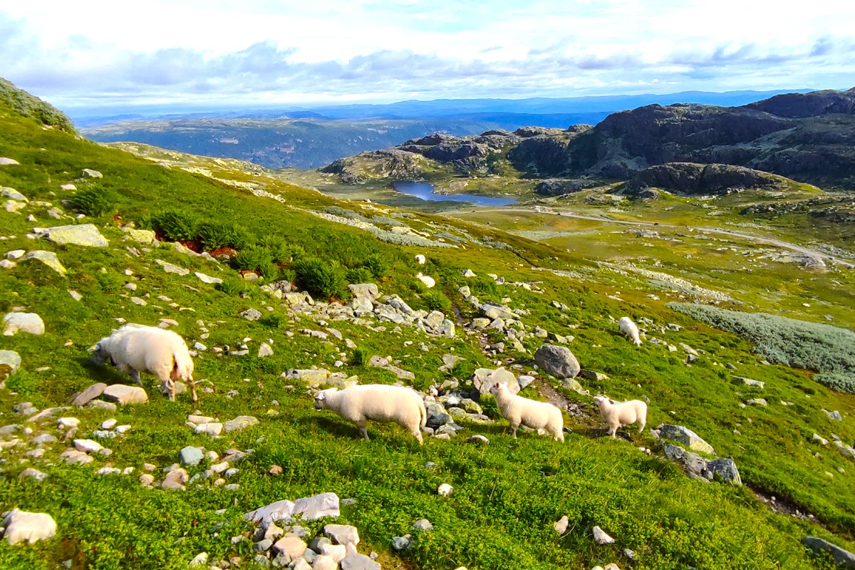 Большой трекинг-тур по Норвегии (6/30)