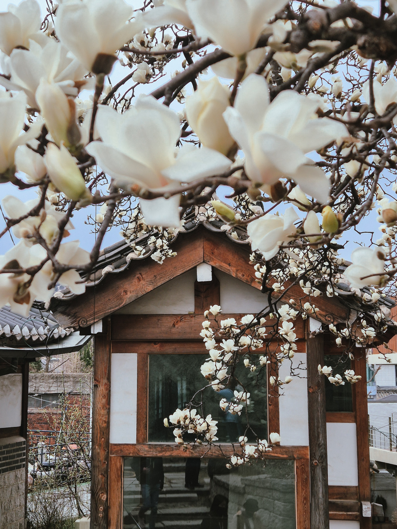 Travel - девичник в Южной Корее. Весна (5/41)