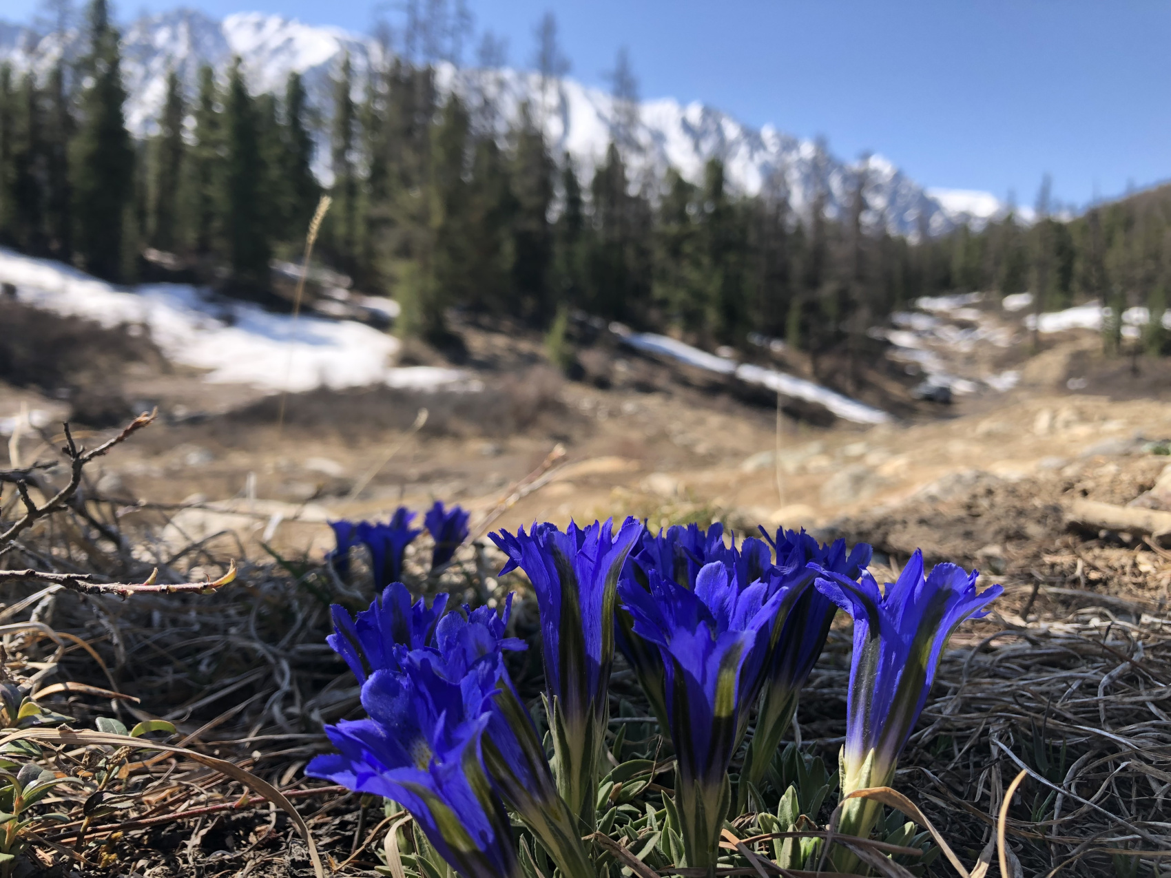 Восхождение на  Актру (летняя программа) (8/22)