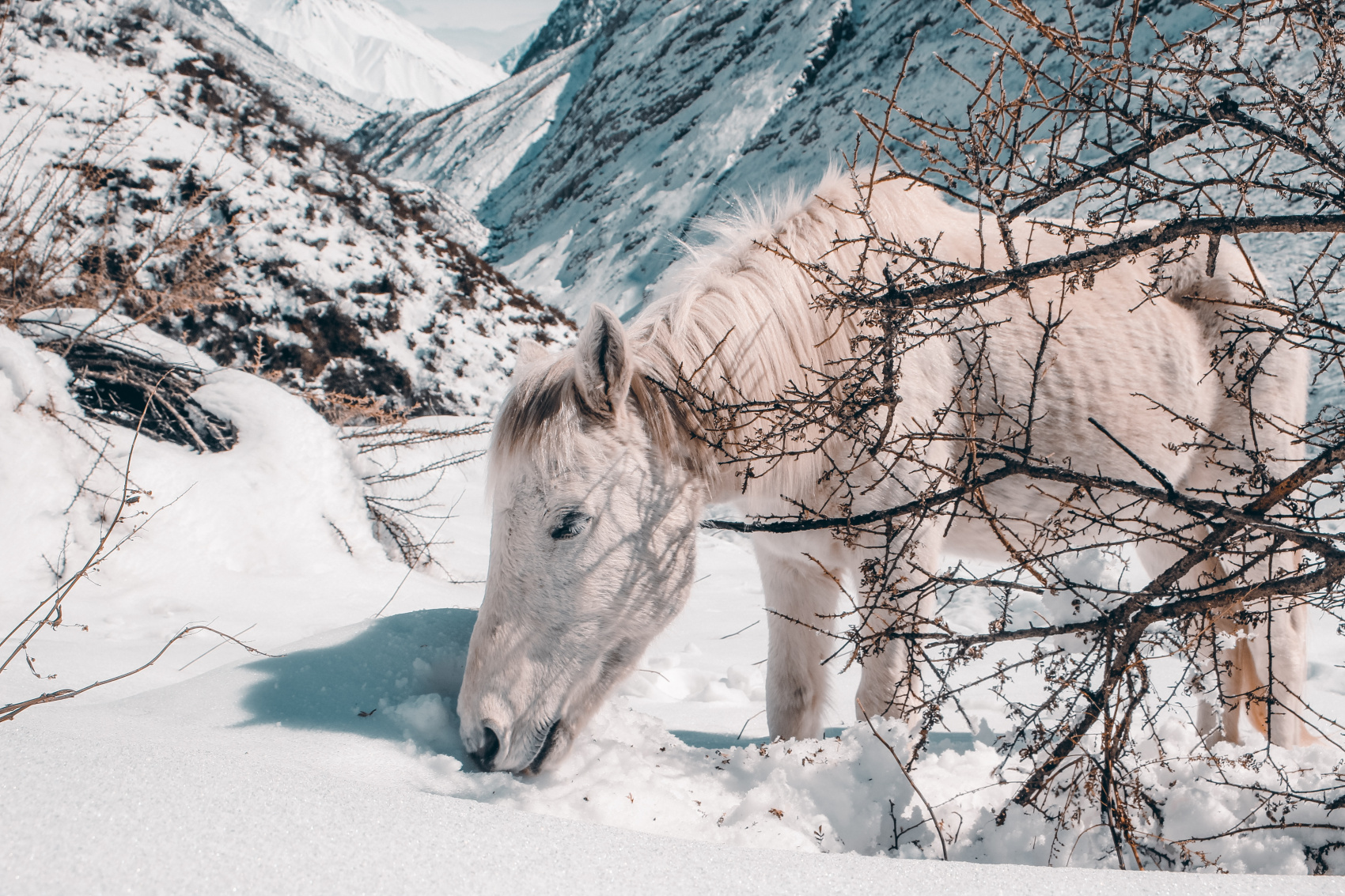 Поход по долине Лангтанг  (5/8)