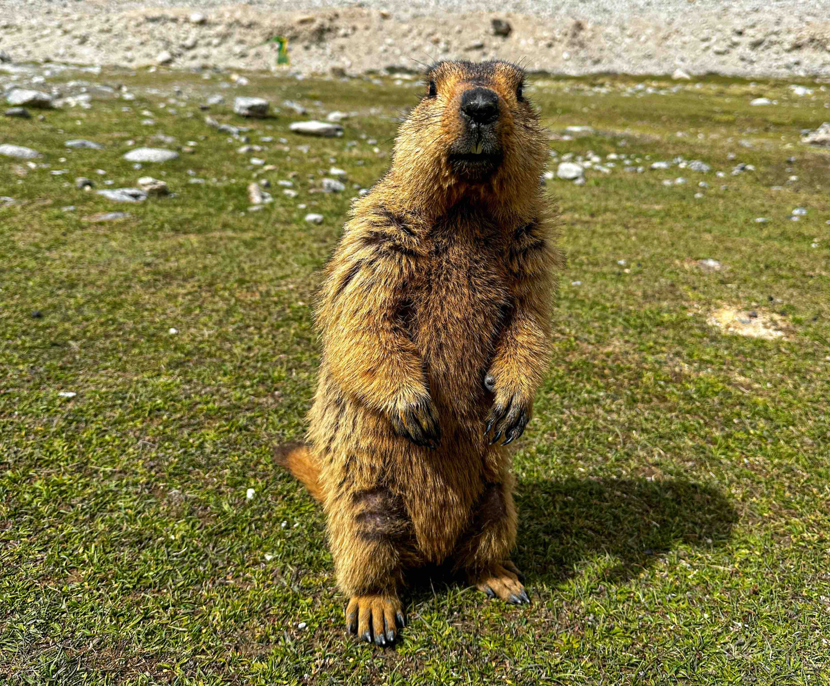 Мотопутешествие в Ладакх, Индия. (53/103)