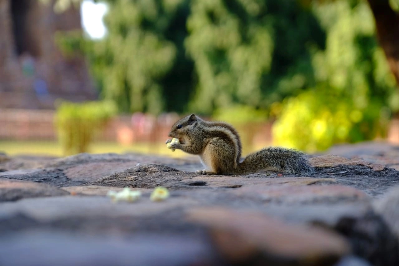 Новый год в Индии. Праздничное путешествие в сердце страны. (7/157)