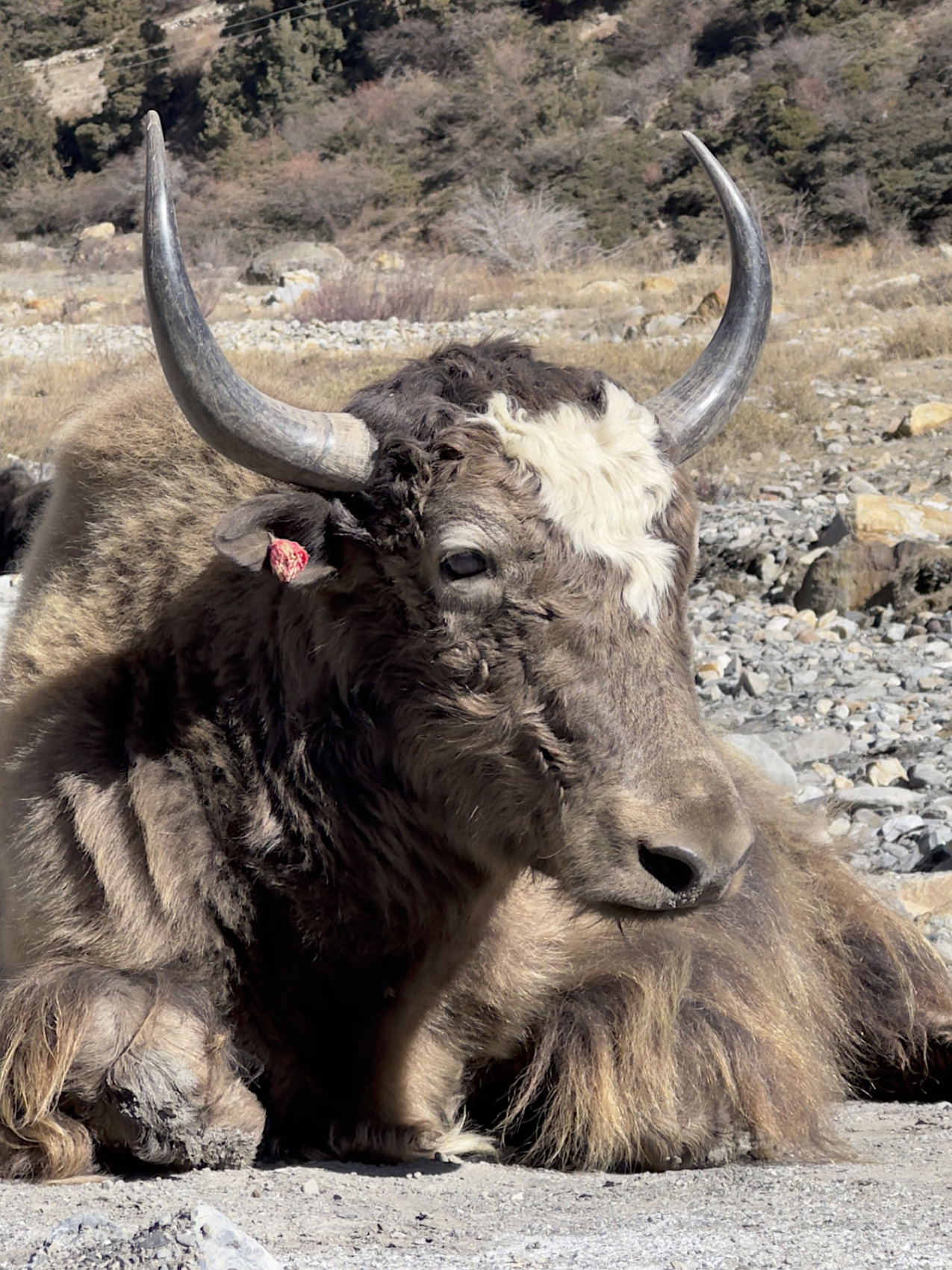 Кольцо Аннапурны + озеро Тиличо (4/7)