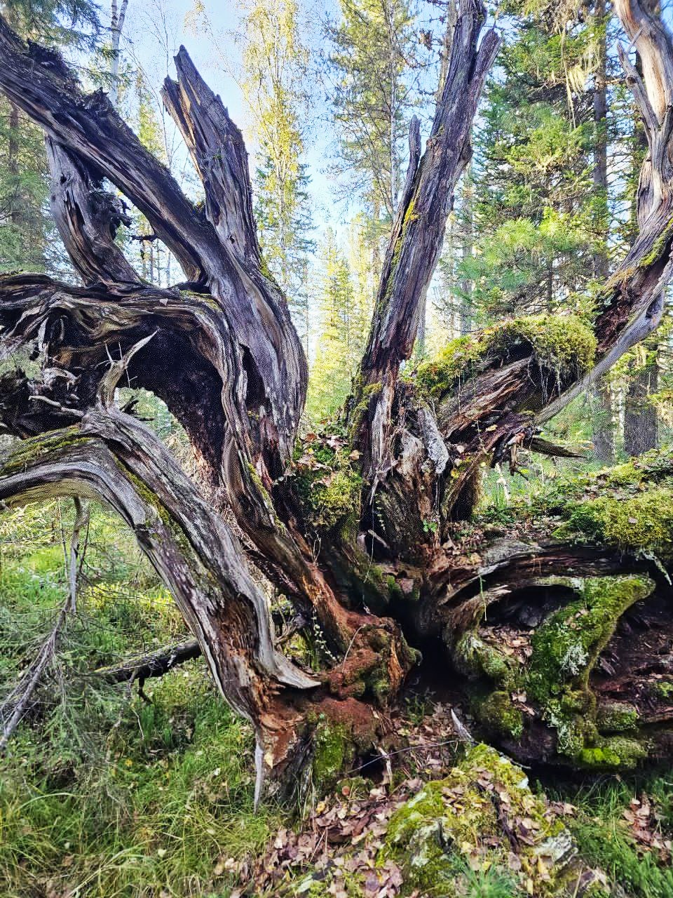 Отшельник - полное погружение в себя и природу (21/56)