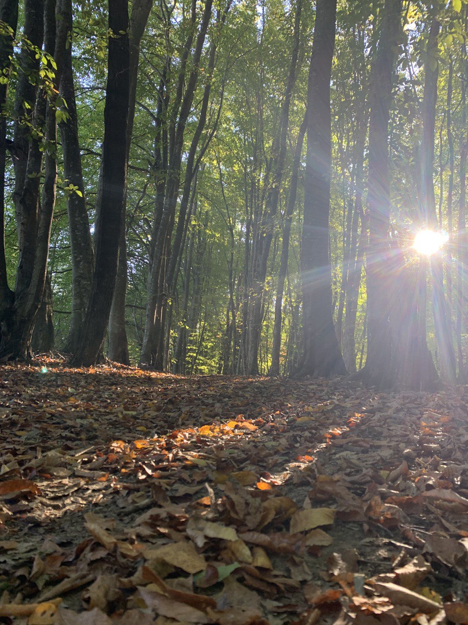 Тур-Обучение Мир Поющих Тибетских Чаш (7/28)