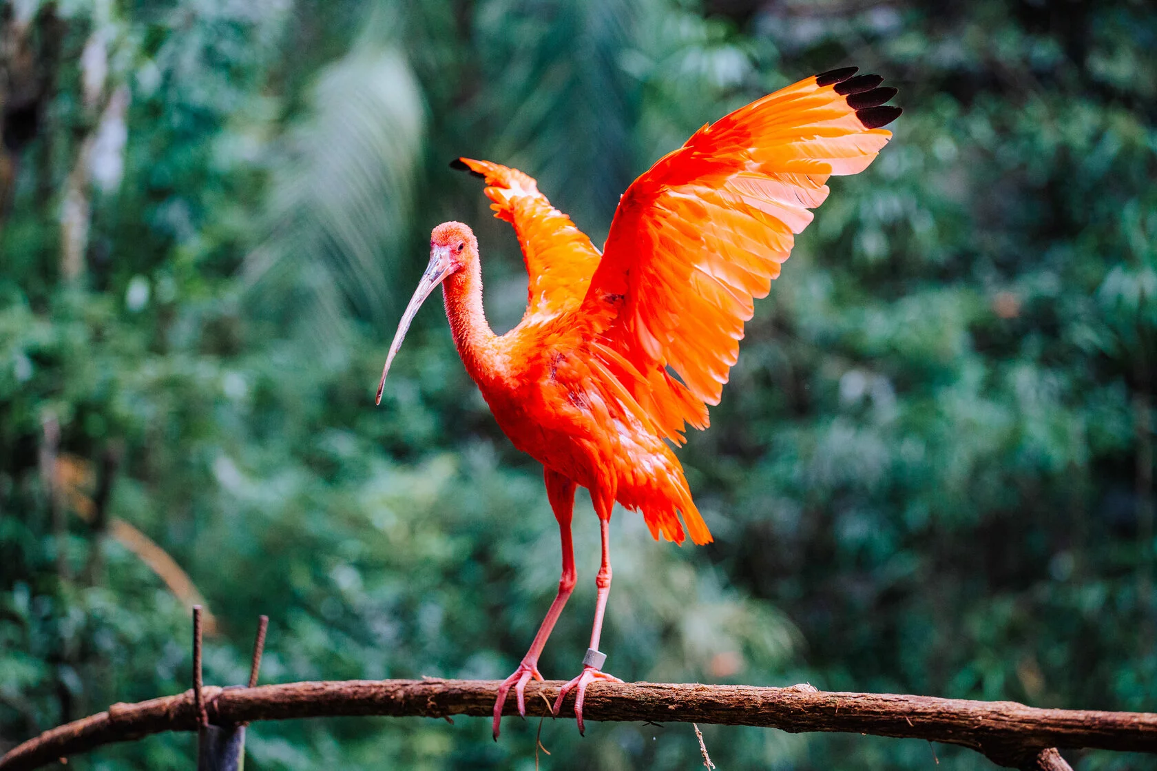 Патагония. Аргентина + Чили + Бразилия (Водопады Игуасу) (5/43)