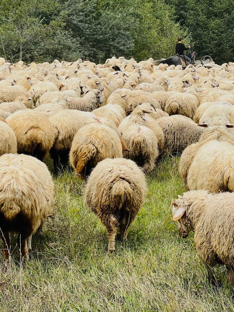 Чечня, Осетия и Ингушетия за 5 дней: город мертвых, башни, пироги и горы (9/24)
