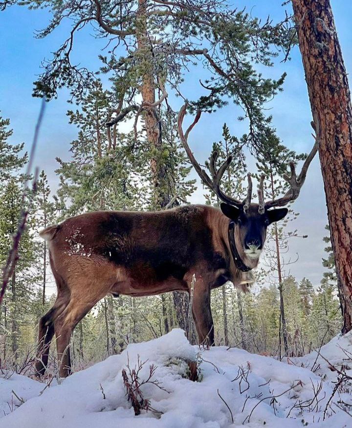 Арктическое приключение.Териберка. Северное сияние
