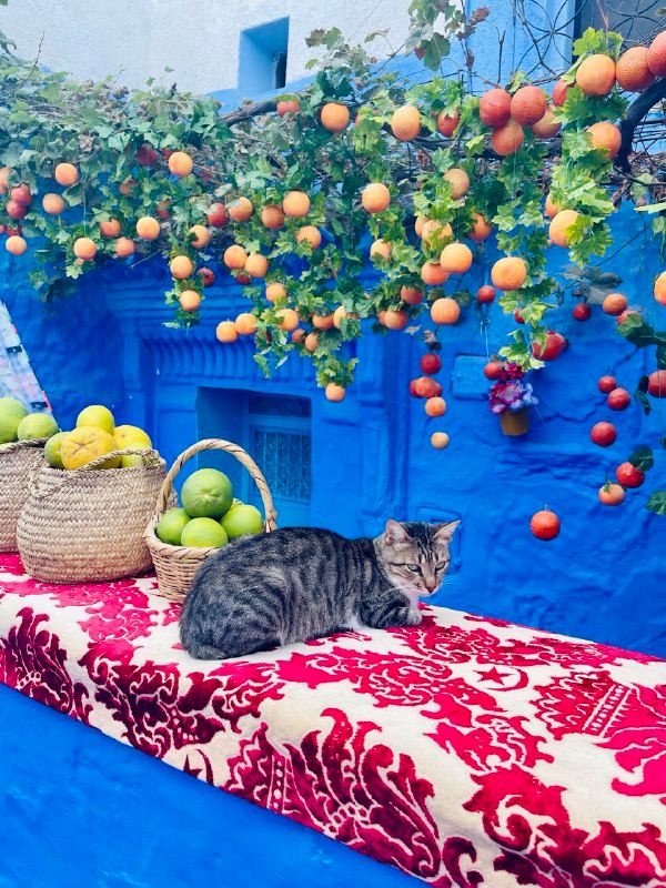 Марокко Древнее Королевство + Шевшауэн с авиаперелетом