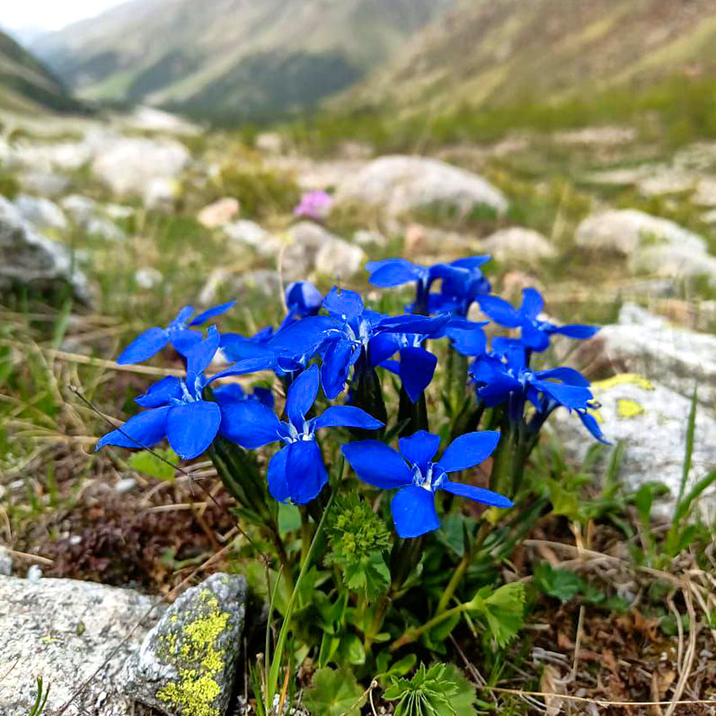 Треккинг к горе желаний Уллу-Тау (48/95)