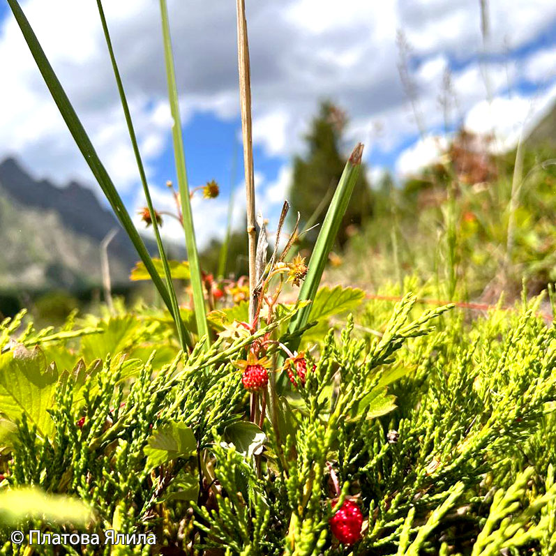 Треккинг к горе желаний Уллу-Тау (42/95)
