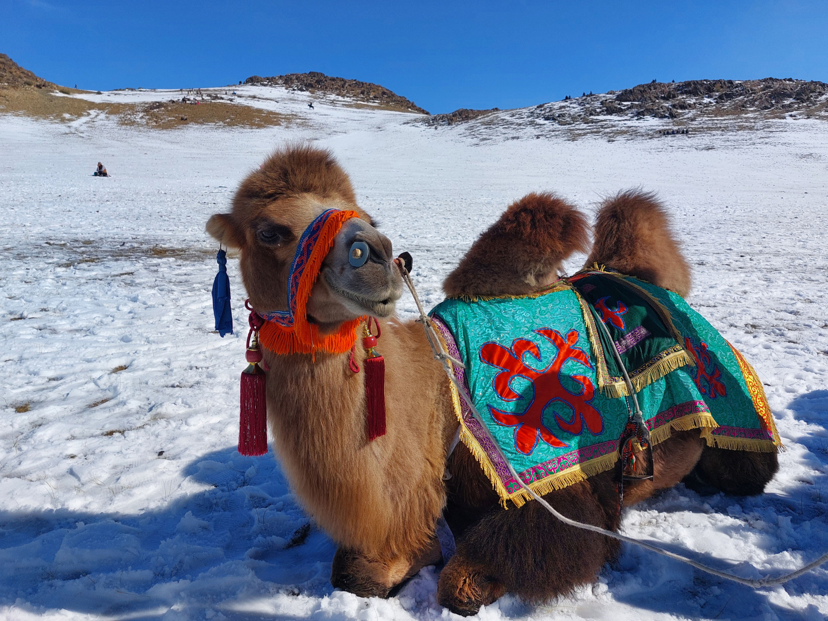 Фестиваль Беркутчи-2026. Монголия (3/24)