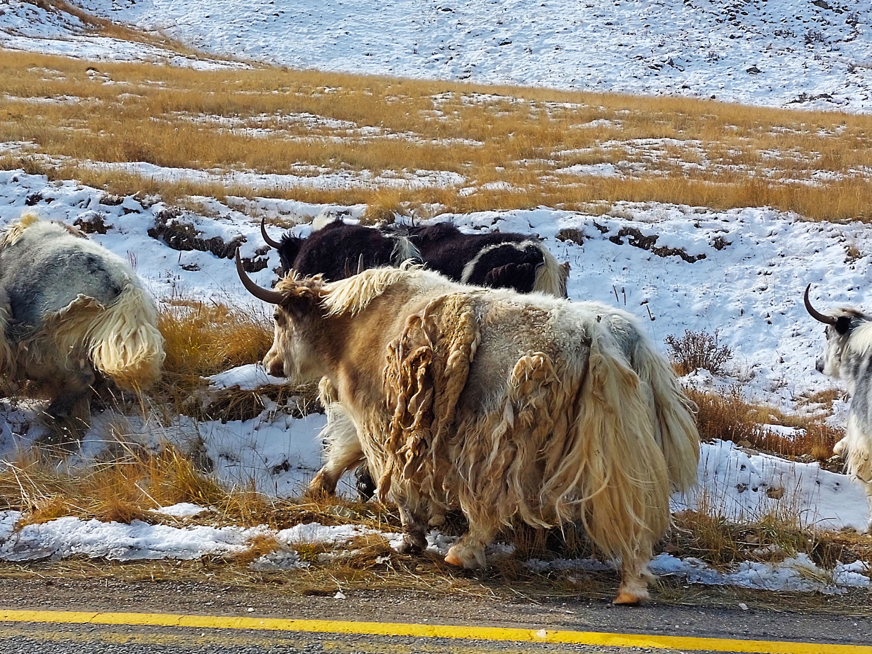 Монголия. Алтай Таван-Богдо+ (2/40)