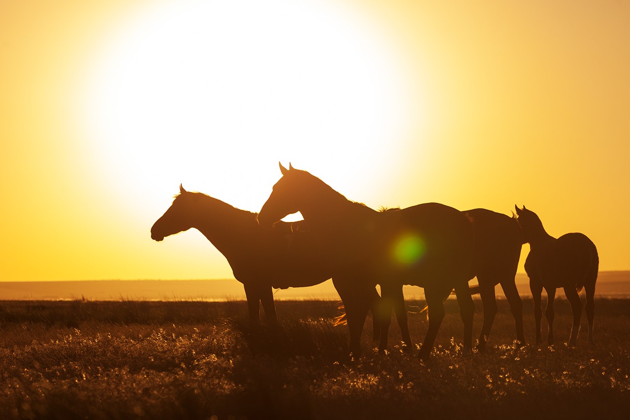 Релакс-тур Дыхание степи (4/9)