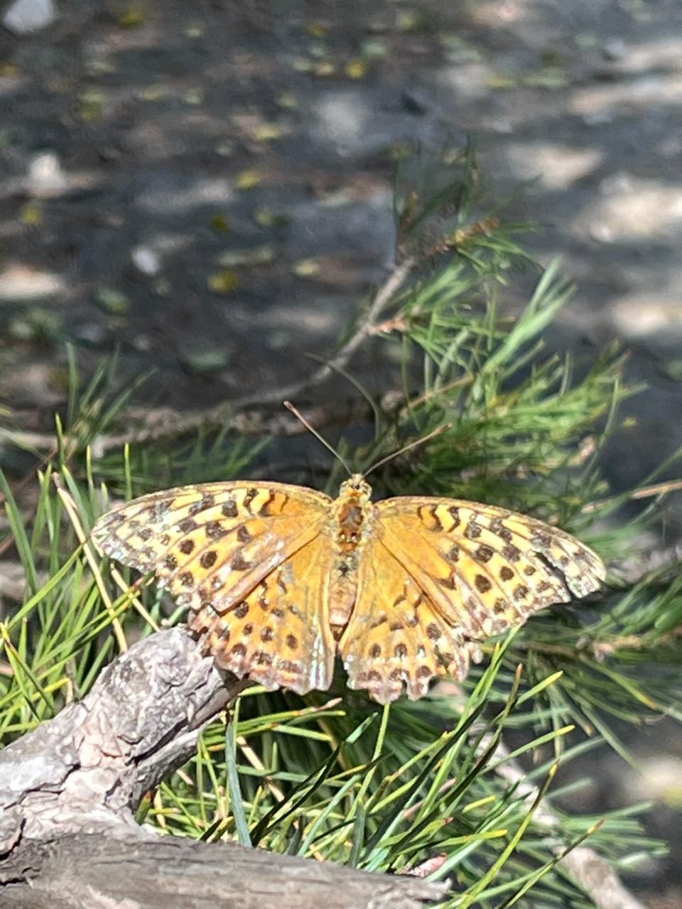 Дагестан 3 дня  Все включено! Березка (75/91)